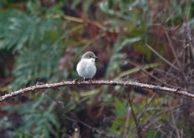 Pied Flycatcher, Skomer, Pembrokeshire