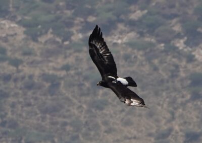 Verreaux's Eagle, Oman, November 2022